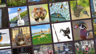 WIENER WILDNIS Poster!